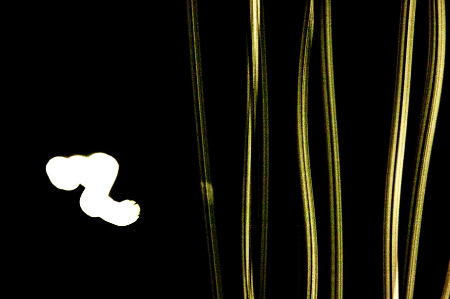 Luna #3, inkjet print, 2013